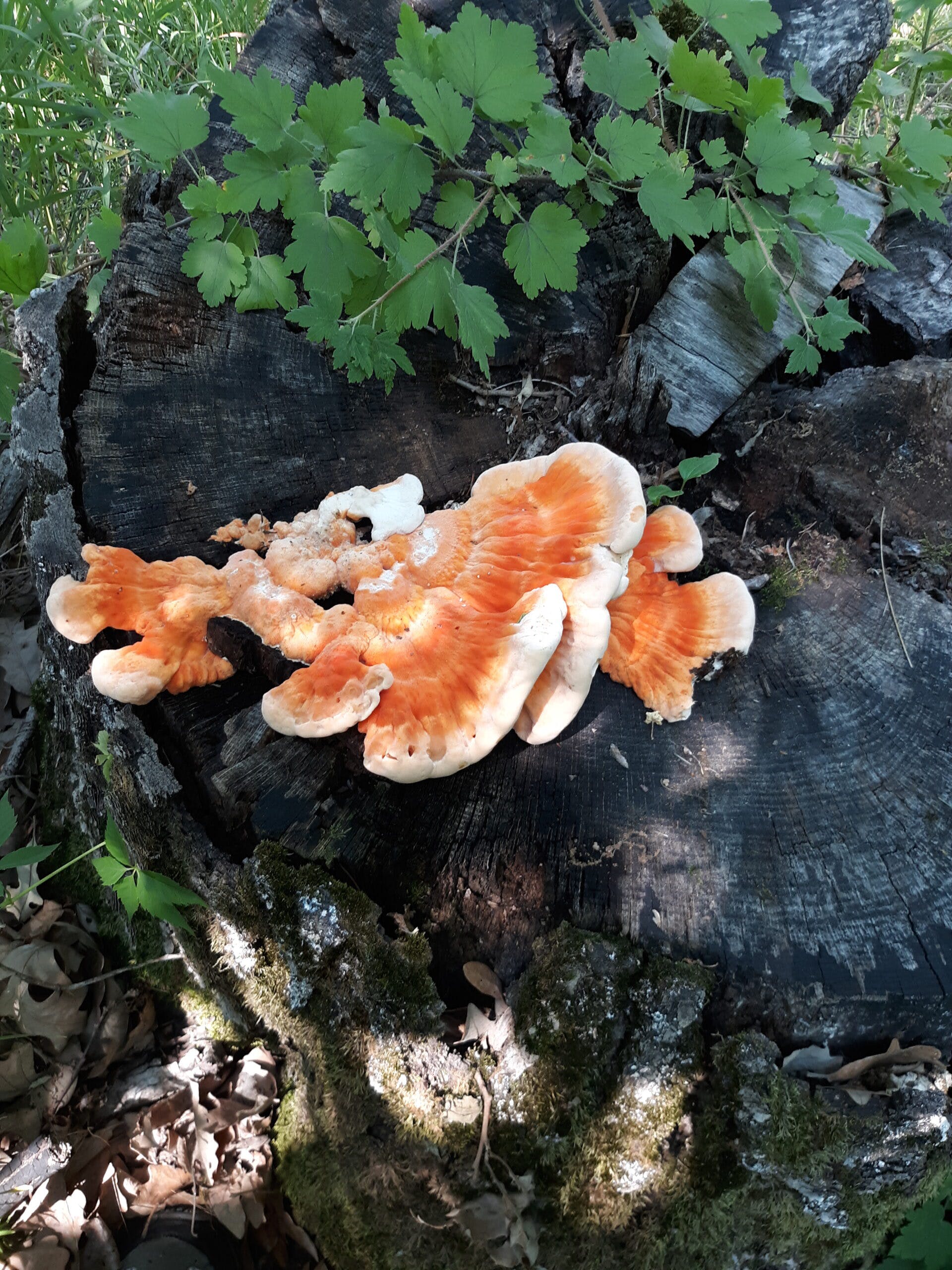 线上版的蘑菇猎人？野生食材交易平台Foraged获270万美元种子轮融资-FoodTalks全球食品资讯