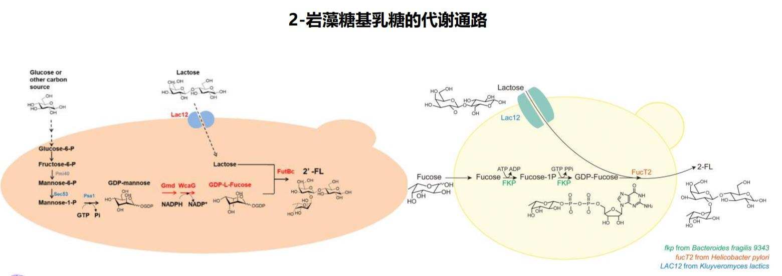 母乳低聚糖主要成分的代谢通路