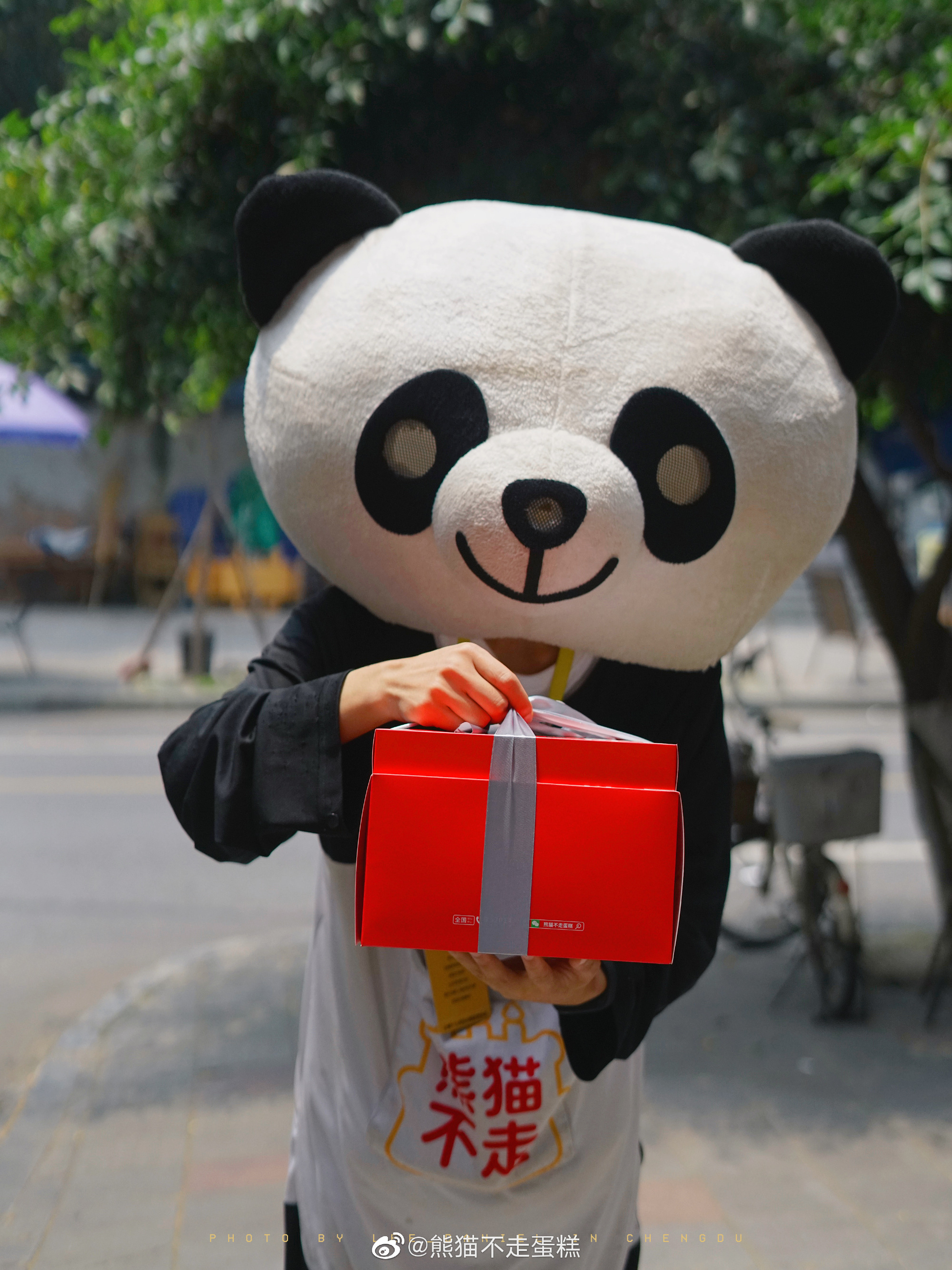饲养员制五层冰水果蛋糕为五岁大熊猫庆生！-大河新闻