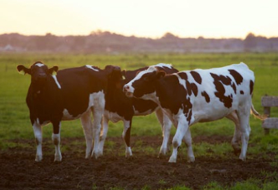 妙可蓝多与现代牧业拟共同成立“好多牛”合资公司！