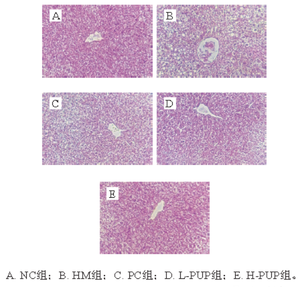 小鼠的肝组织he染色结果
