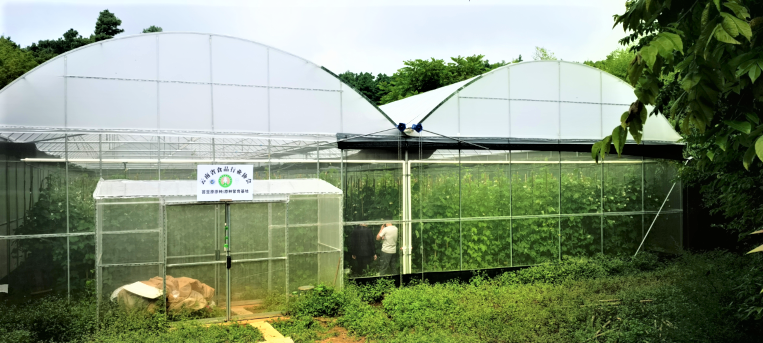 白芸豆原种繁育基地