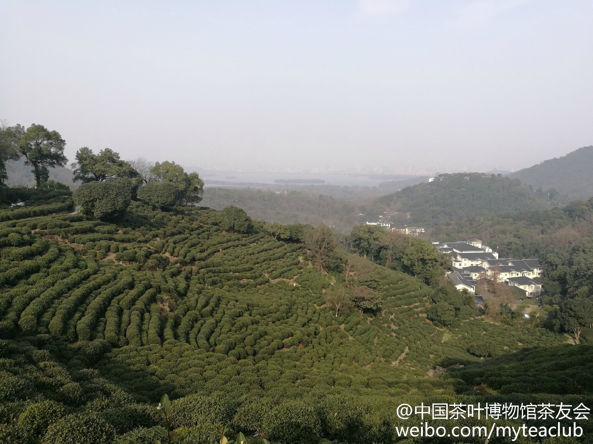 遍地开花的茶室，是纯茶的出路吗？-FoodTalks全球食品资讯