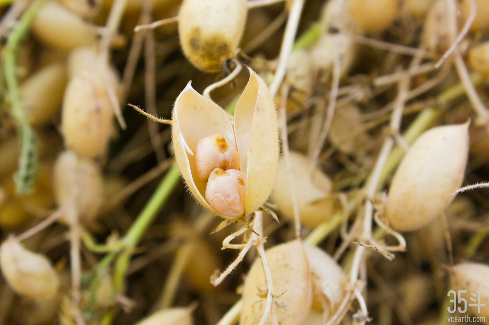 对话原豆复兴:打造超级食物鹰嘴豆的植物基帝国 