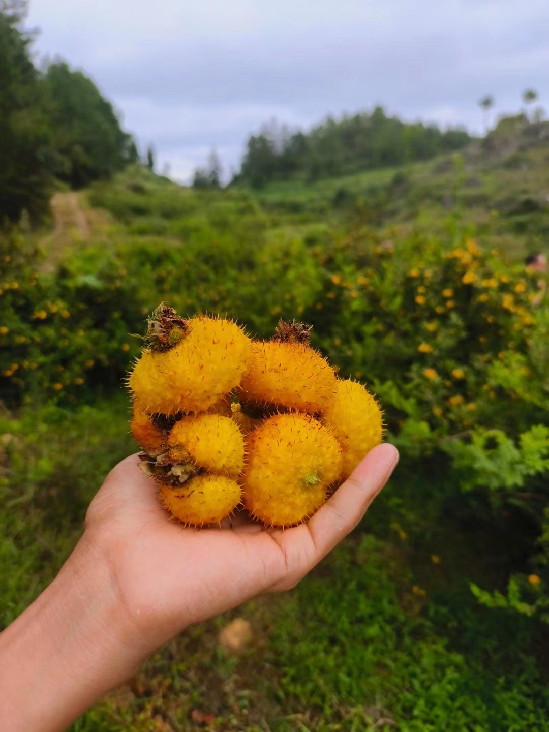 贵州果趣山实业集团提供刺梨 - FoodTalks食品供需平台