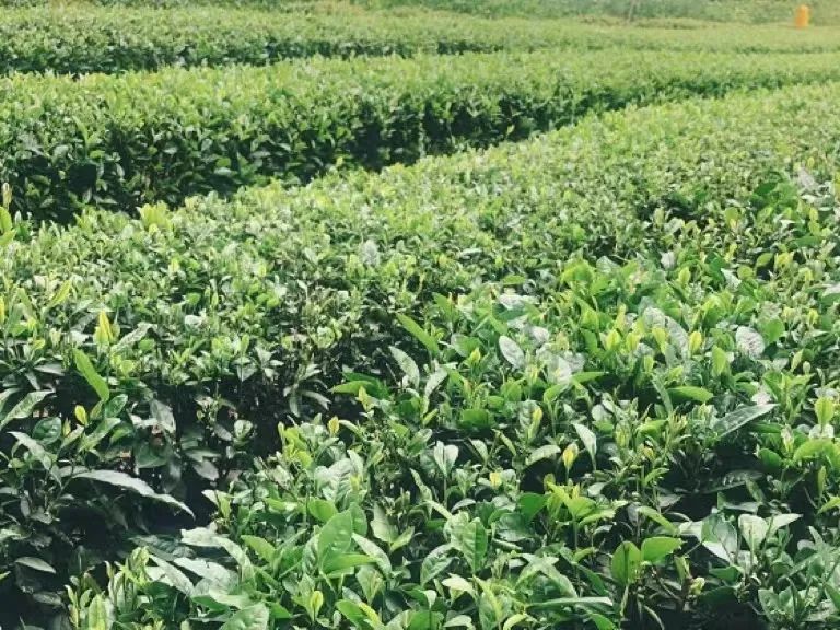 北京沦为“茶饮荒漠”，谁该“背锅”？-FoodTalks全球食品资讯