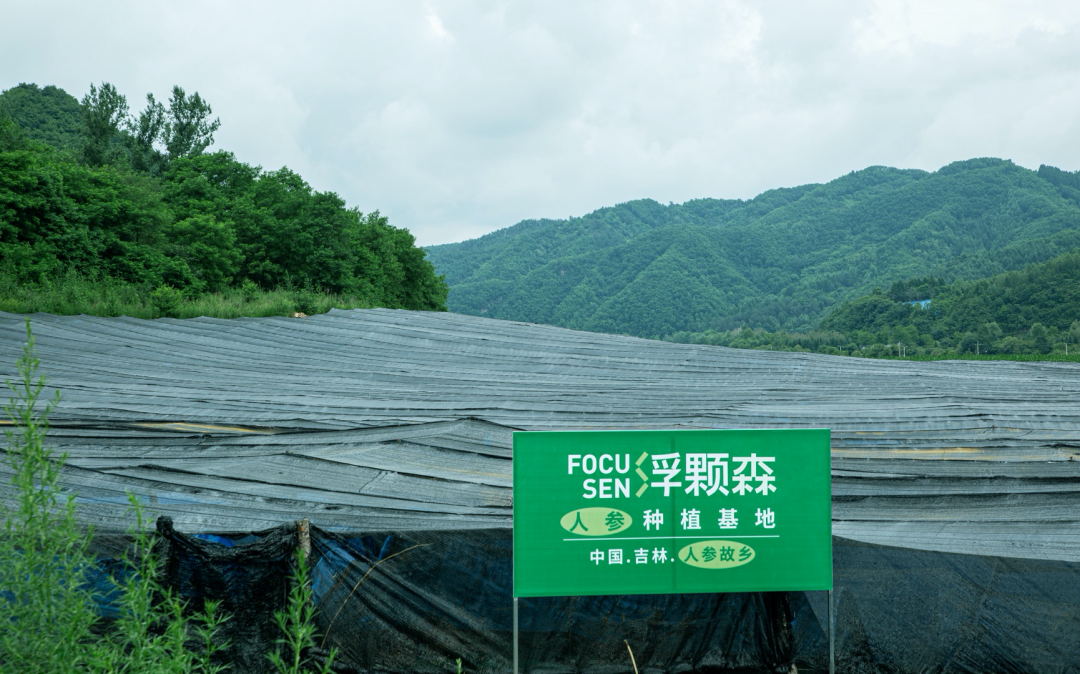 人参种植基地