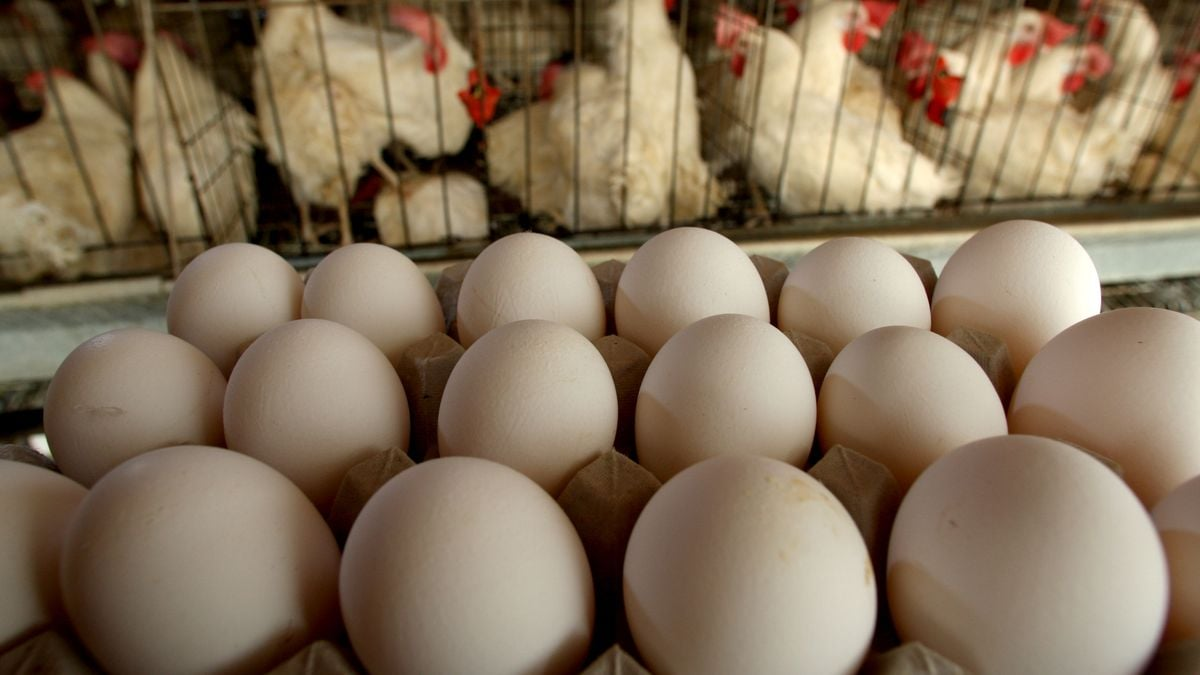 Why Cage Free Eggs Could Be On Shaky Ground   36705a70e3335ffa7c169fac8944e461d2a2 