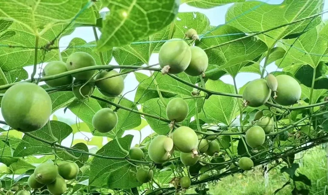 罗汉果