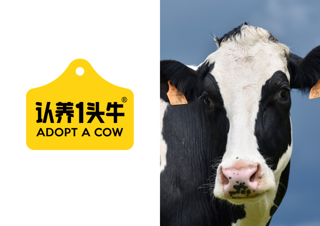 「认养一头牛」冷藏系列第2款产品包装长这样!-FoodTalks全球食品资讯