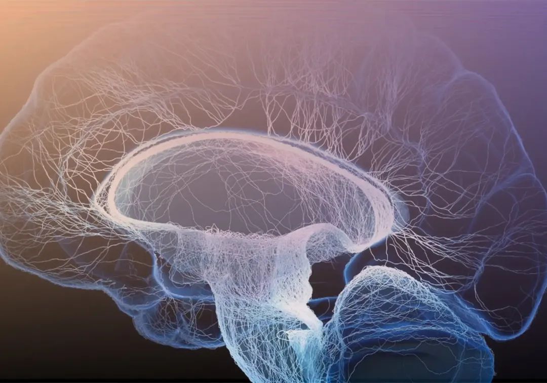ProbioBrain 情绪益生菌