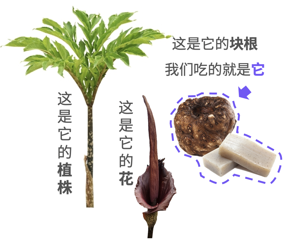 丑魔芋，一个年入400亿的超级零食-FoodTalks全球食品资讯