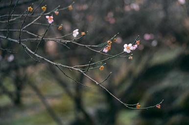 梅花