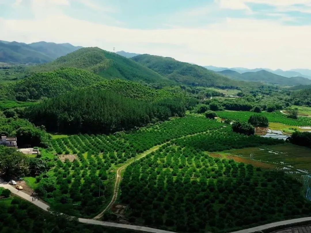 3小时销售过万,获千万级融资,柠檬茶赛道又跑出一个品牌-foodtalks全