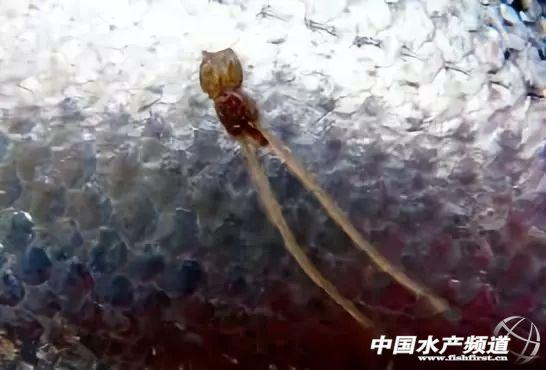 海洋鱼类寄生虫海虱