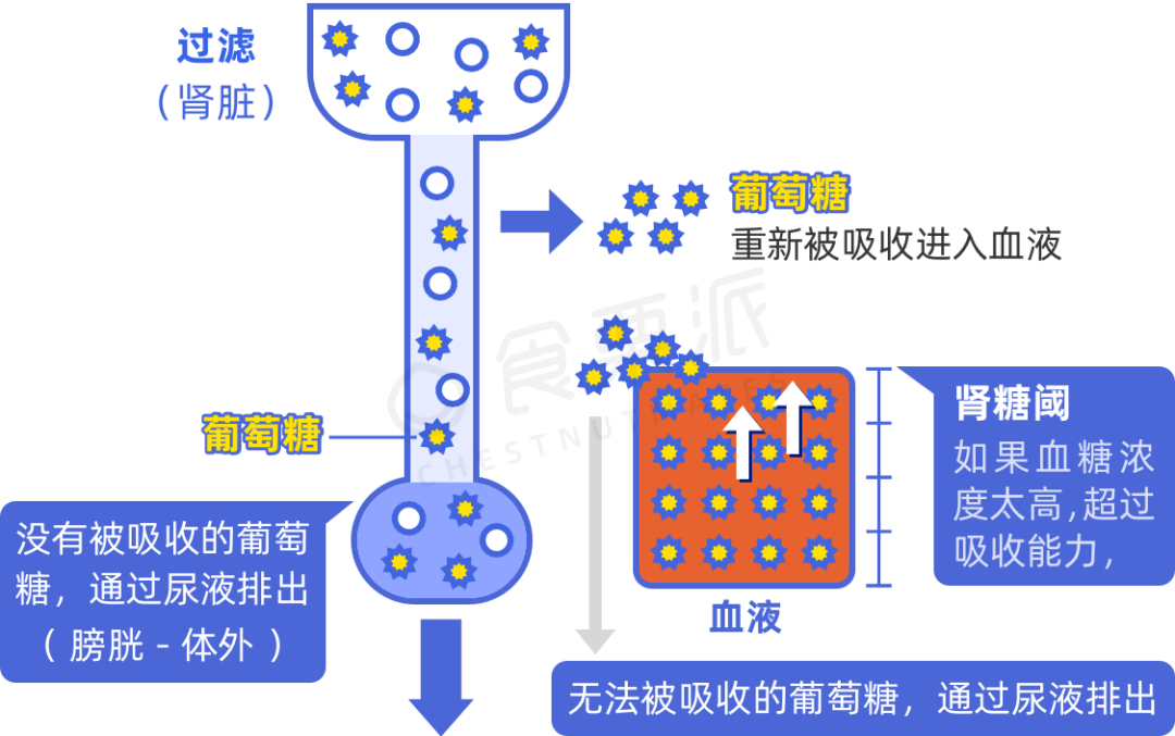 重吸收过程图解图片