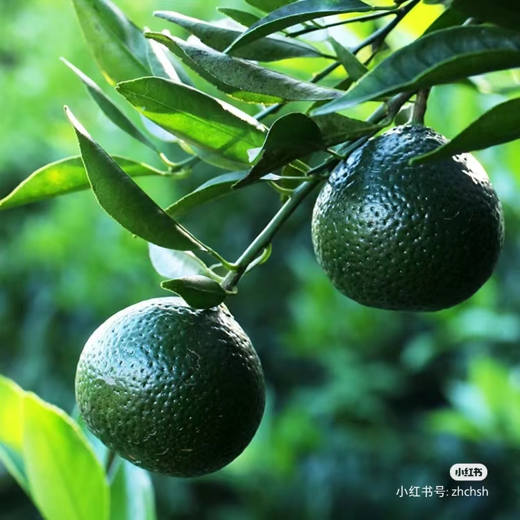 众人都爱喝的小青柑究竟为何物?浅析小青柑及柑普茶的食养之道-FoodTalks