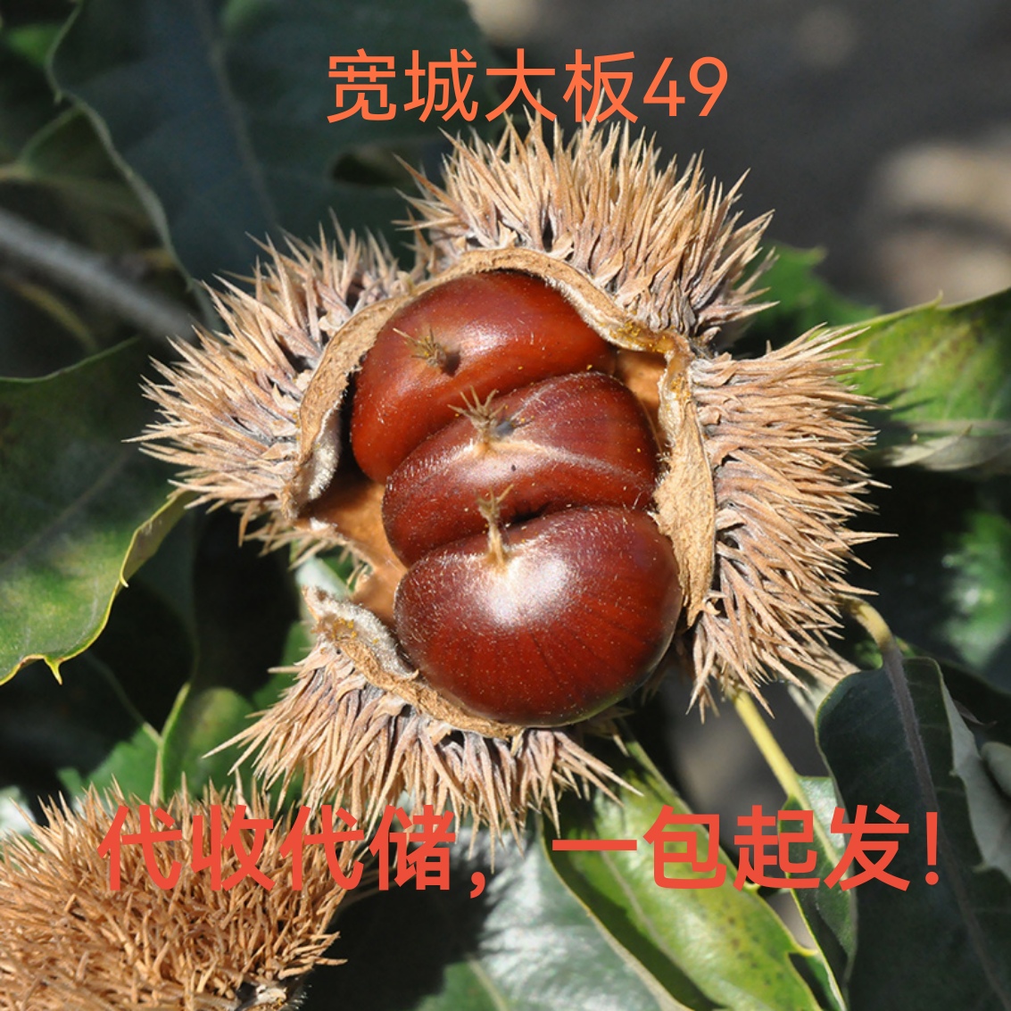 承德神栗食品提供板栗仁产品代工服务 - FoodTalks食品供需平台