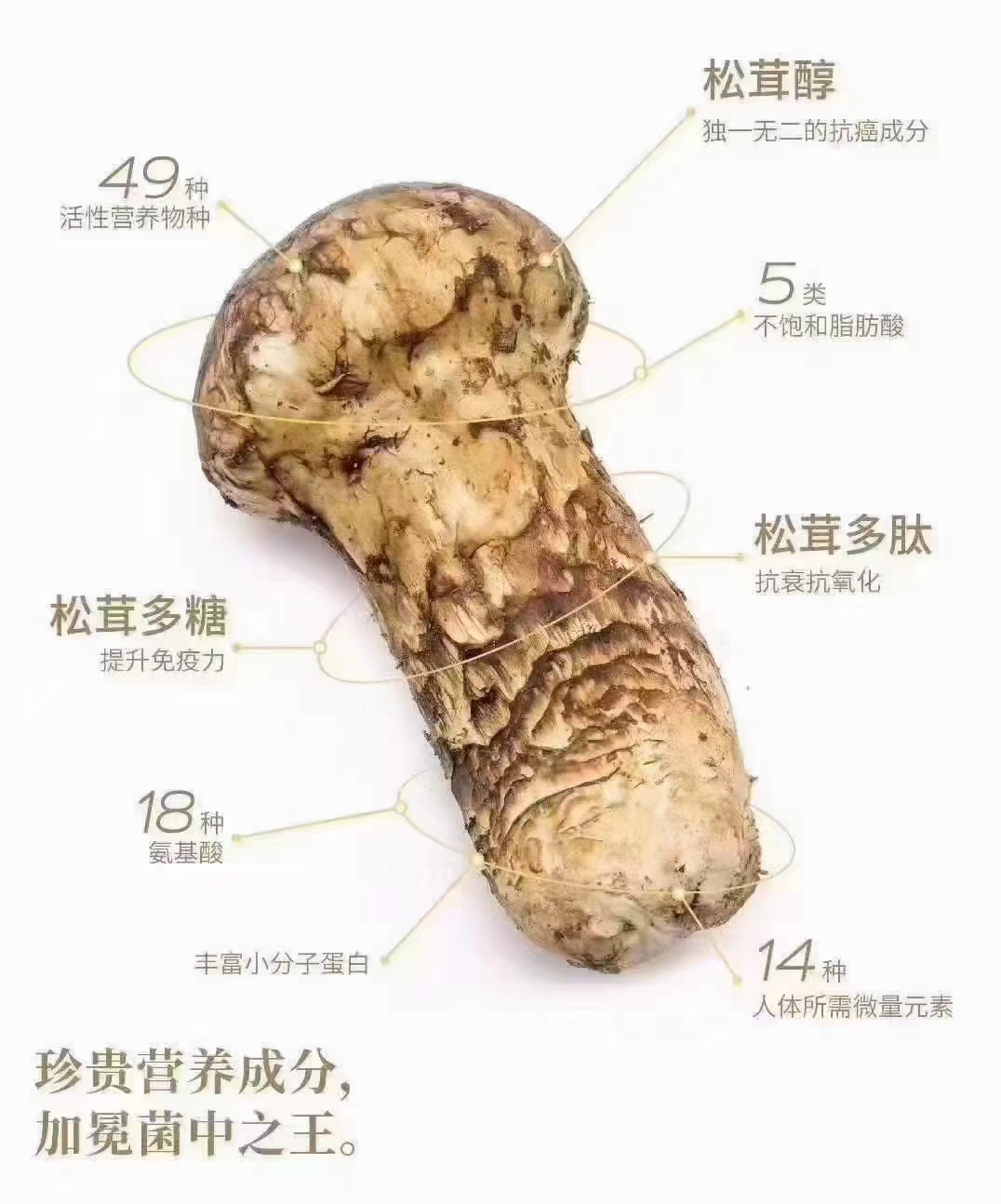 星必德公司提供冻干松茸纯精粉 - FoodTalks食品供需平台