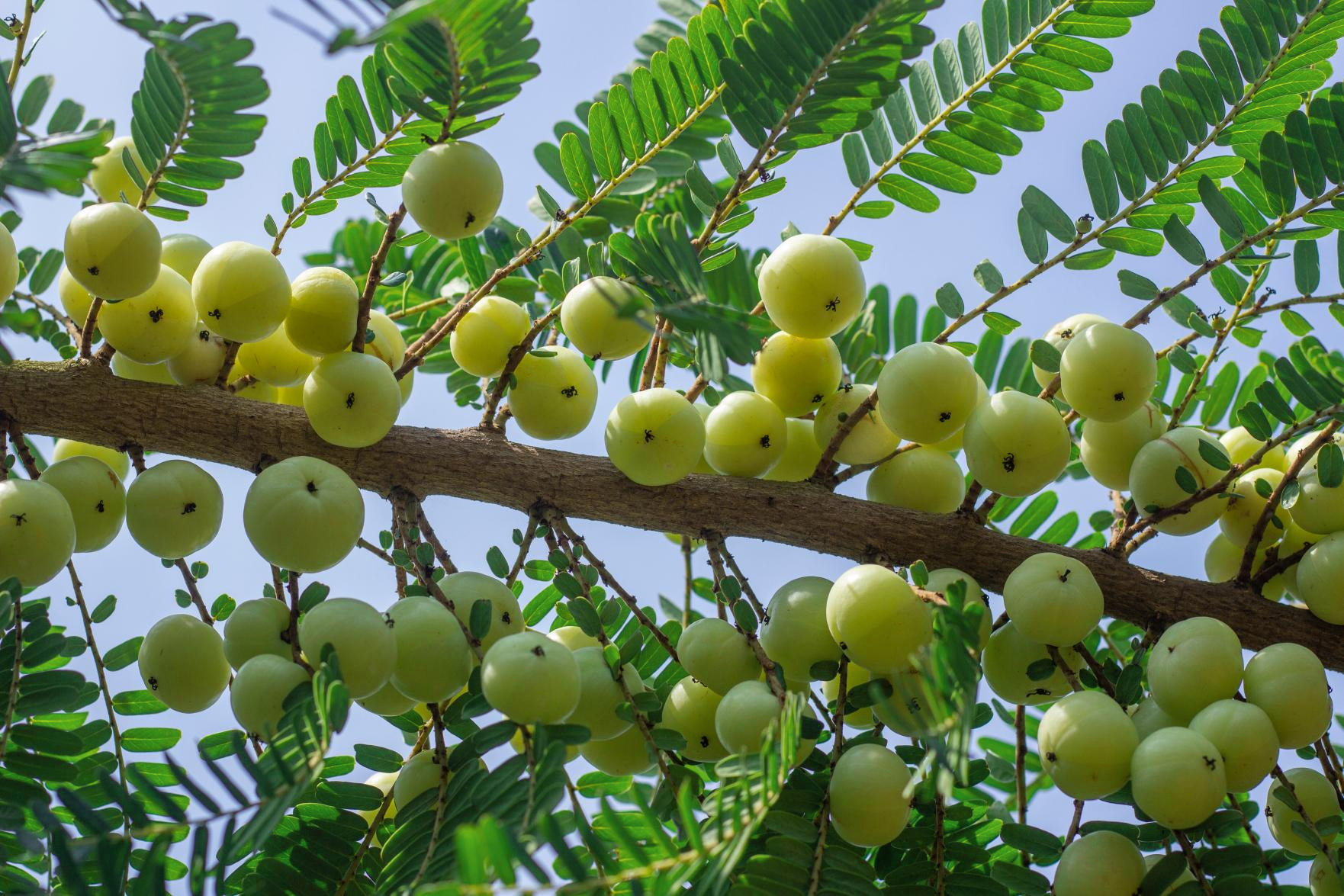 汕尾甜油柑!产量多!口感好!绿色无害 - foodtalks食品供需平台