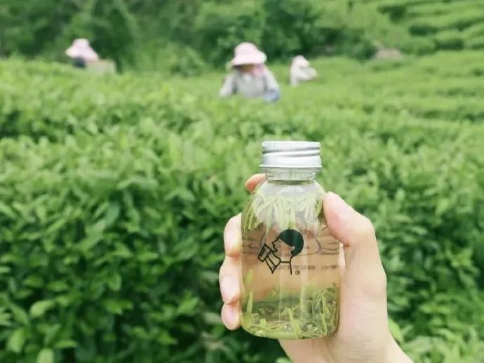 喜茶在贵州的自有茶园图片来源：喜茶微博