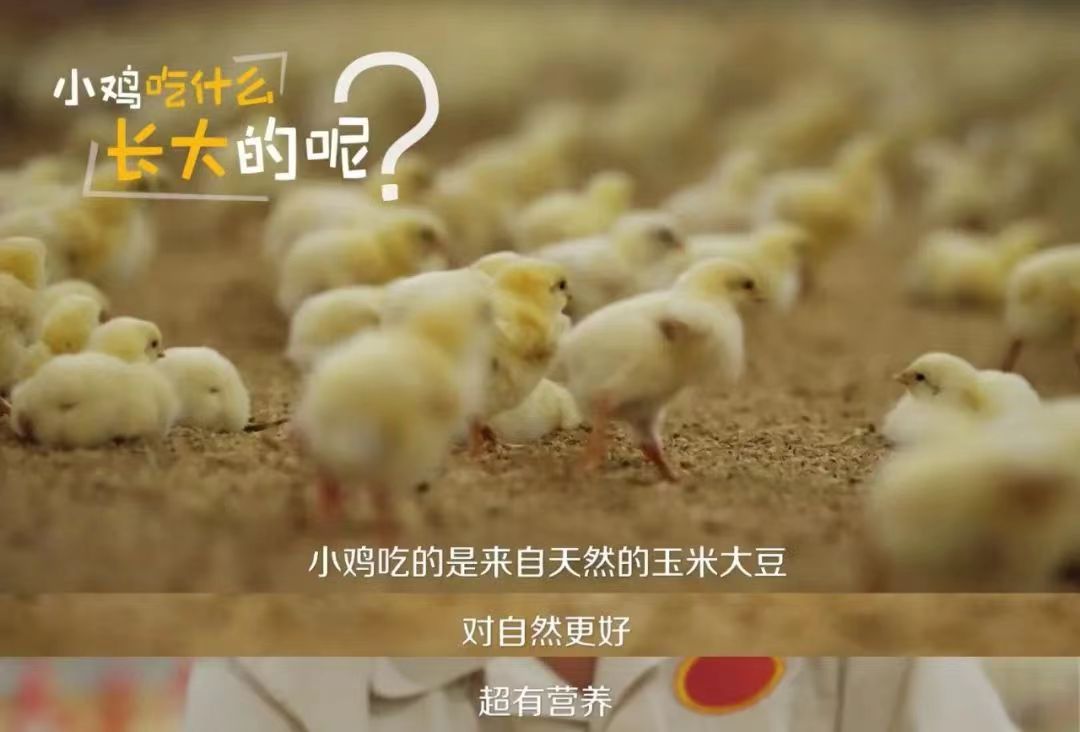 麦当劳中国及其供应链以更高的动物福利标准，通过高标准科学养殖，每年选用超过1.5亿只白羽鸡