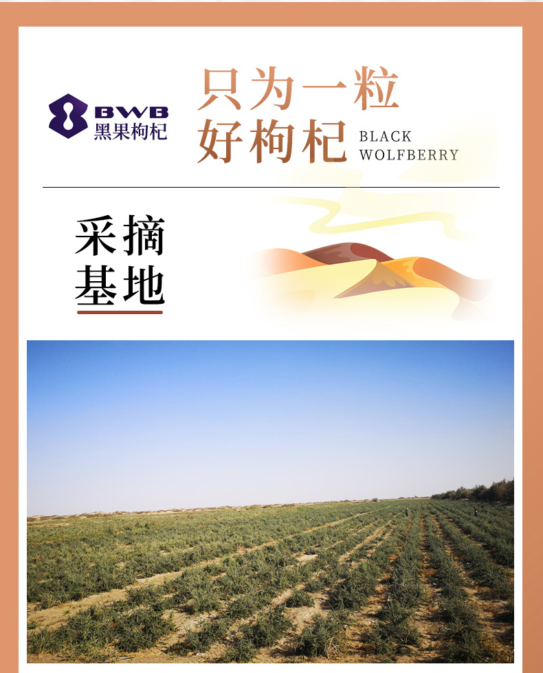 黑果枸杞鲜果/冻干果/风干果-黑果枸杞生物科技-FoodTalks食品产品库