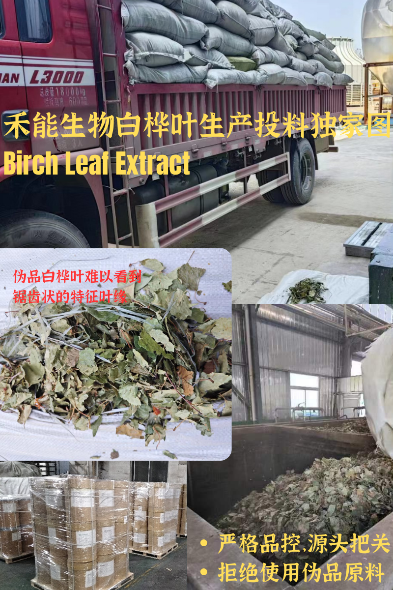 陕西禾能生物提供白桦叶提取物、桦树叶黄酮、白桦水溶纯粉等 - FoodTalks食品供需平台
