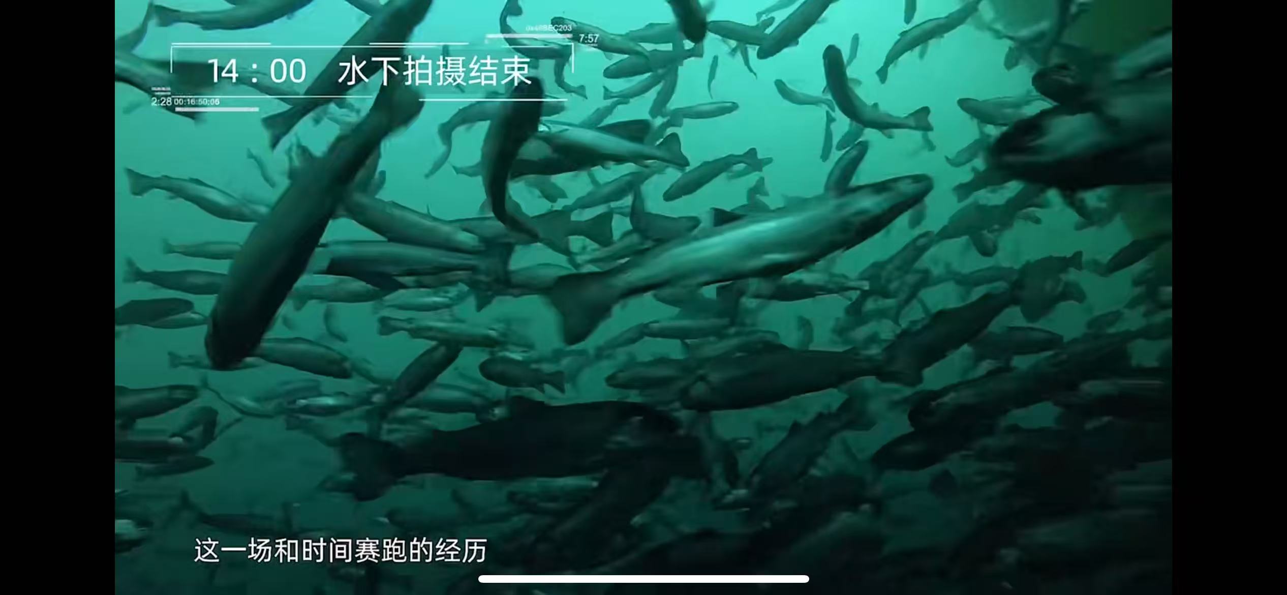 网箱里的三文鱼群