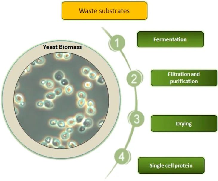 酵母蛋白生产示例图