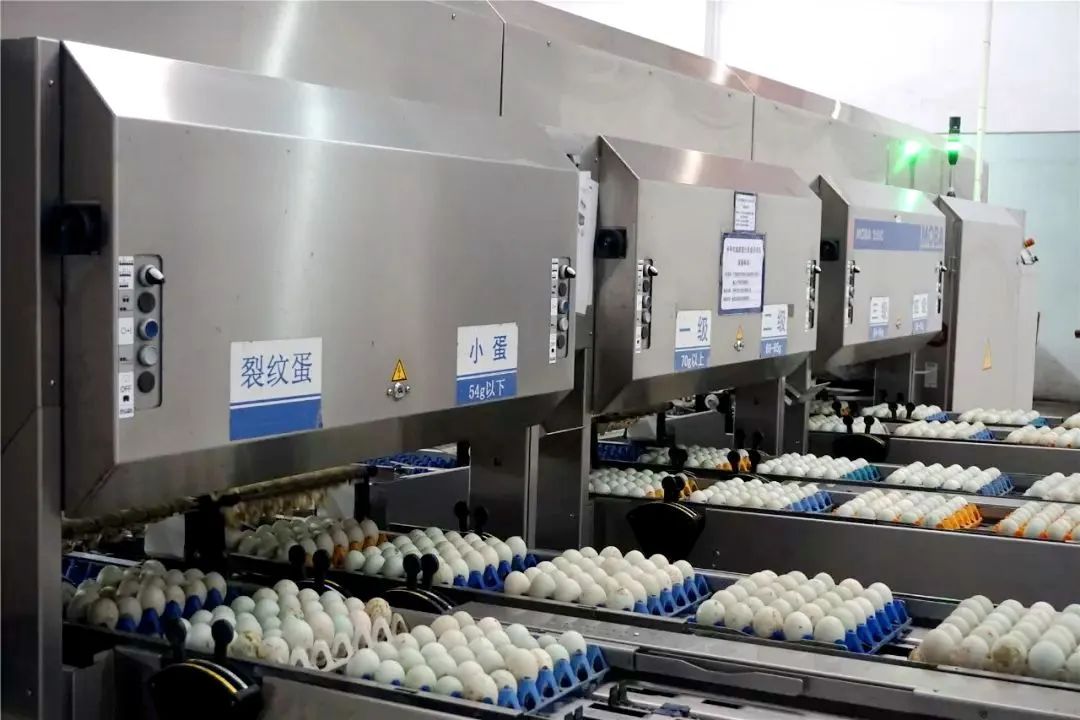 「旭日蛋品」生产车间