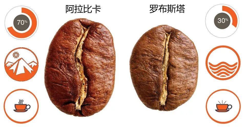 阿拉比卡豆vs罗布斯塔豆图片来源:cuorespresso